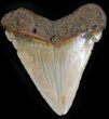 Chubutensis Tooth From NC - Megalodon Ancestor #25363-1